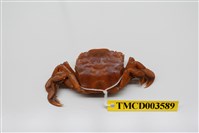 藏品(字紋弓蟹)的圖片